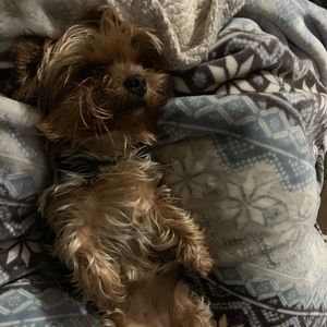 Meet your Posher, Misty